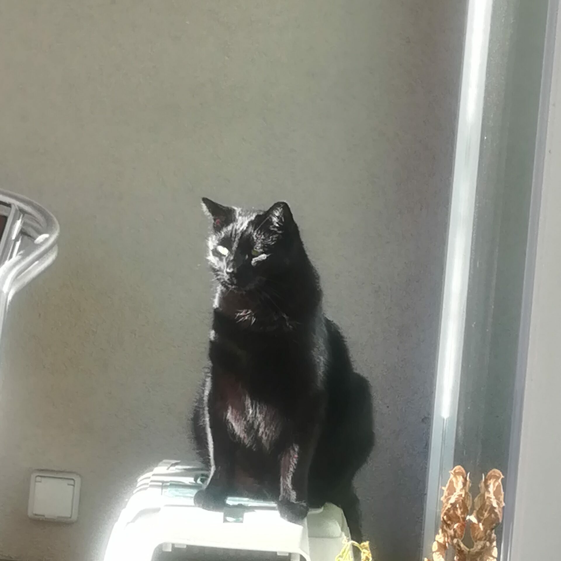 SEO aus Vorarlberg Dornbirn